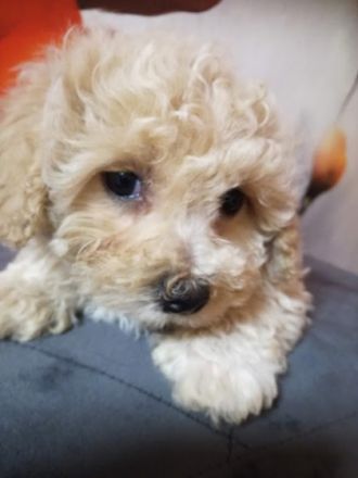 Von einem Wurf wunderschoner Bologneser