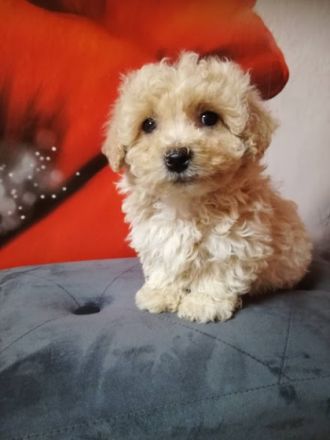 Von einem Wurf wunderschoner Bologneser