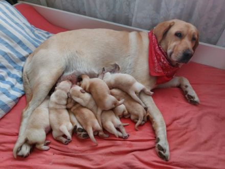 Wir haben zuckersüße reinrassige Labrador Welpen. Sie