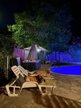 Wir haben zuckersüße reinrassige Labrador Welpen. Sie