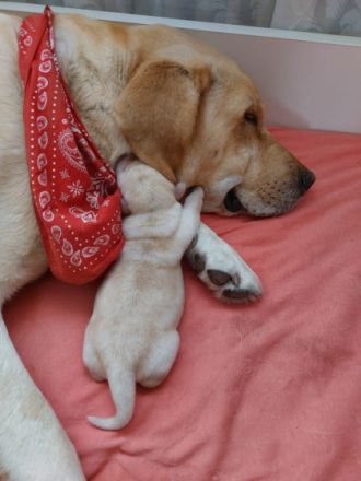 Wir haben zuckersüße reinrassige Labrador Welpen. Sie