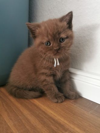 Hallo liebe Katzenfreunde! Am 18.06.2022 kamen unsere