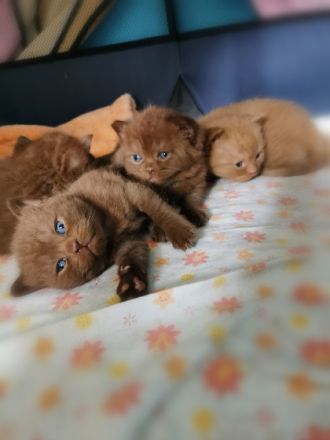 Hallo liebe Katzenfreunde! Am 18.06.2022 kamen unsere