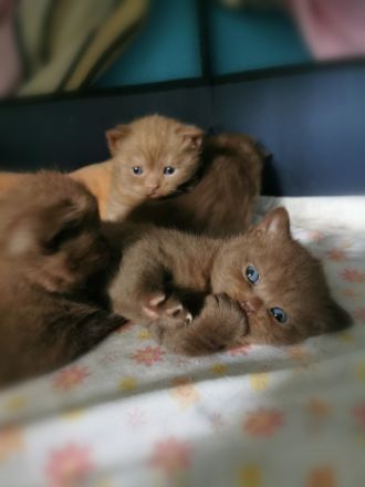 Hallo liebe Katzenfreunde! Am 18.06.2022 kamen unsere