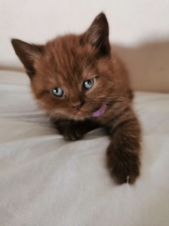 Hallo liebe Katzenfreunde! Am 18.06.2022 kamen unsere