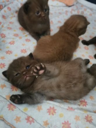 Hallo liebe Katzenfreunde! Am 18.06.2022 kamen unsere