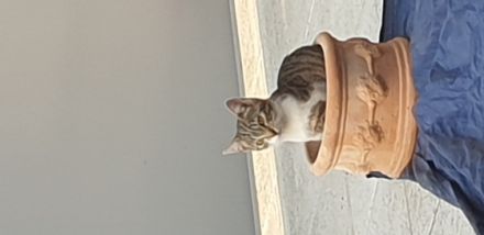 Mimi, Schweren Herzens müssen wir uns von unserer Katze