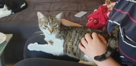 Mimi, Schweren Herzens müssen wir uns von unserer Katze