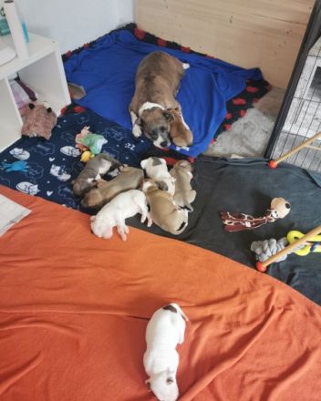 Unsere wunderschöne Familien Hündin Bella hat am 01.+02