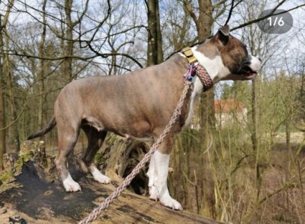 Unsere wunderschöne Familien Hündin Bella hat am 01.+02