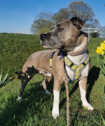 Unsere wunderschöne Familien Hündin Bella hat am 01.+02