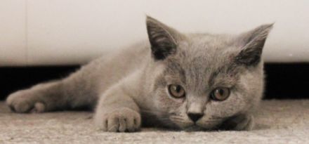 Unsere britische Katze 29.03.2022 hat 4 wunderschöne