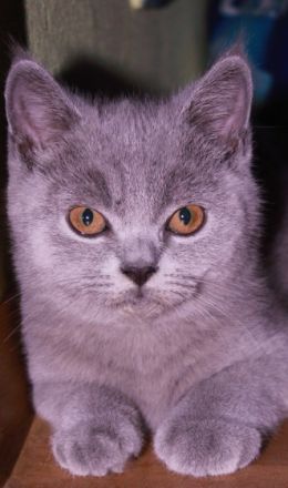 Unsere britische Katze 29.03.2022 hat 4 wunderschöne