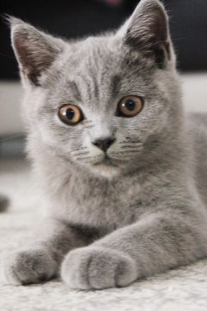 Unsere britische Katze 29.03.2022 hat 4 wunderschöne