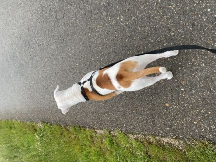 Hallo zusammen, wir suchen für unseren 6 Monate alten