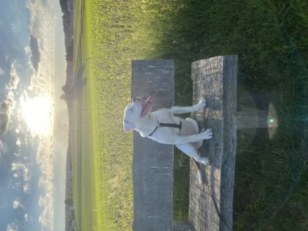 Hallo zusammen, wir suchen für unseren 6 Monate alten