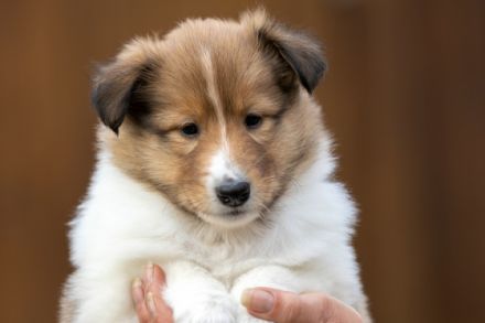 Seit dem 12.10.2022 dürfen wir uns über 5 gesunde