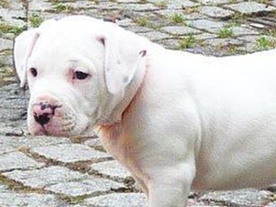 Welpen bedarfsdeckend füttern