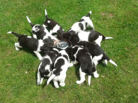 Welpen bedarfsdeckend füttern