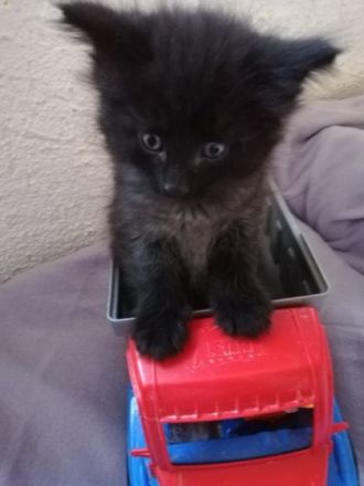 Habe noch zwei Kitten zu vergeben Sie sind am 30.5.2022