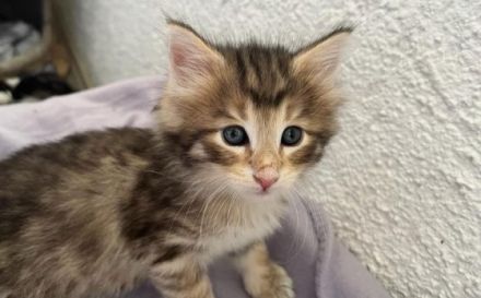 Habe noch zwei Kitten zu vergeben Sie sind am 30.5.2022