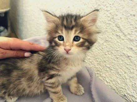 Habe noch zwei Kitten zu vergeben Sie sind am 30.5.2022