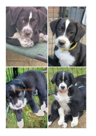 Ein Traumprinz und zwei Prinzessinnen suchen ihr