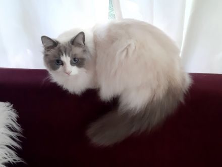 Auf den Fotos seht Ihr die kleine Cinderella, 2 Jahre,