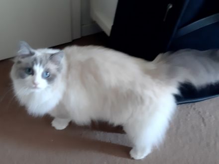 Auf den Fotos seht Ihr die kleine Cinderella, 2 Jahre,