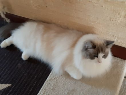 Auf den Fotos seht Ihr die kleine Cinderella, 2 Jahre,