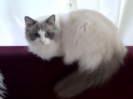 Auf den Fotos seht Ihr die kleine Cinderella, 2 Jahre,