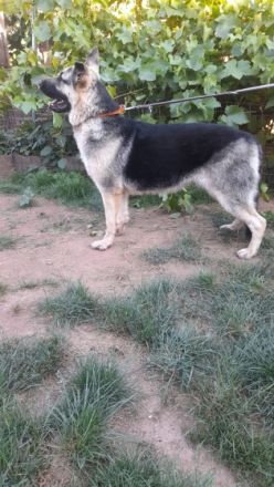 Osteuropäische Schäferhund Junghunde geboren am 29.09