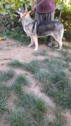 Osteuropäische Schäferhund Junghunde geboren am 29.09