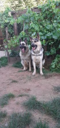 Osteuropäische Schäferhund Junghunde geboren am 29.09