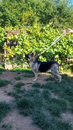 Osteuropäische Schäferhund Junghunde geboren am 29.09