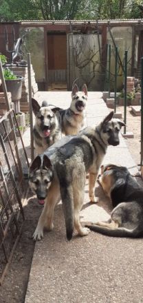 Osteuropäische Schäferhund Junghunde geboren am 29.09