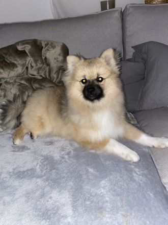 Charly sucht ein neues liebevolles zuhause! Er ist