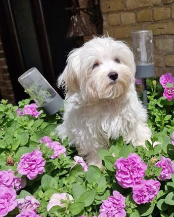 Unser Yukon, Wurftag.10.03.22, ist auf der Suche nach