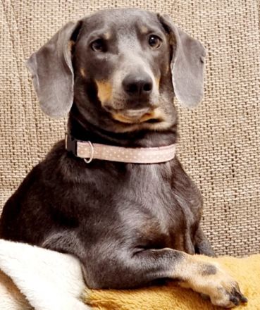 Hallo Dackelliebhaber Unsere Dackelpaar hat am 07.04