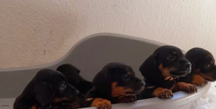 Hallo Dackelliebhaber Unsere Dackelpaar hat am 07.04