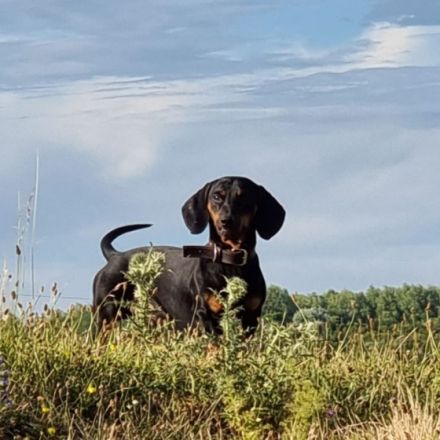 Hallo Dackelliebhaber Unsere Dackelpaar hat am 07.04