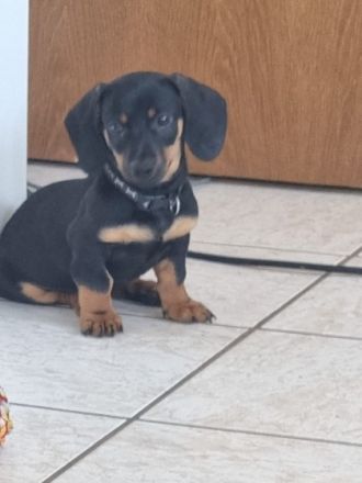 Hallo Dackelliebhaber Unsere Dackelpaar hat am 07.04