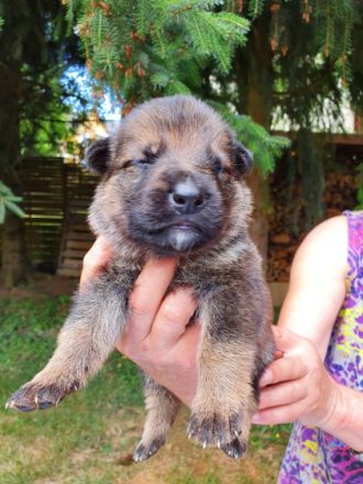 Die Vizemeisterin der IFH 2021, Dasha von der