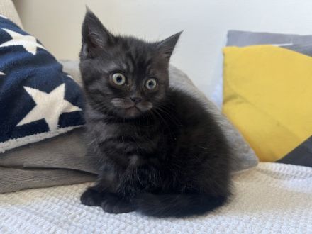 Am 23.05. hatte unsere liebe Flauschi (BKH) zwei