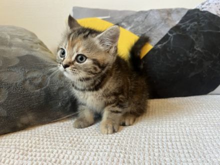 Am 23.05. hatte unsere liebe Flauschi (BKH) zwei