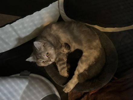 Am 23.05. hatte unsere liebe Flauschi (BKH) zwei