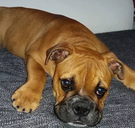 Ein schöner vielversprechender Hund sucht seine Familie