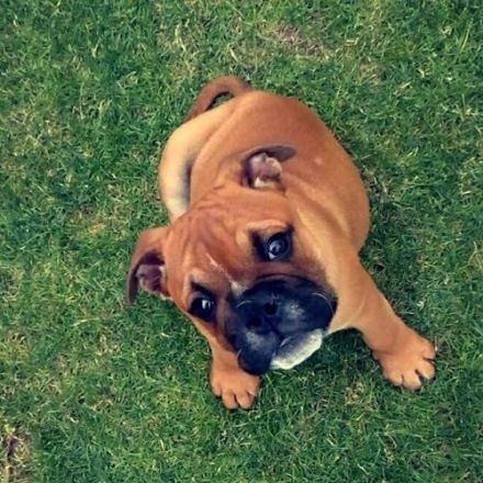 Ein schöner vielversprechender Hund sucht seine Familie