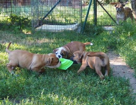 Ein schöner vielversprechender Hund sucht seine Familie