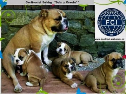 Ein schöner vielversprechender Hund sucht seine Familie